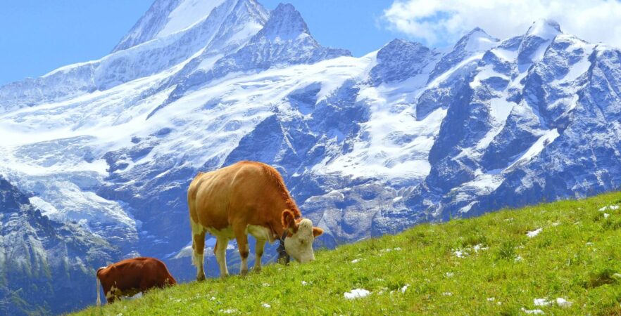 Famous Swiss cows grazing on the meadow nestled on at the foor of the gorgeous mountains