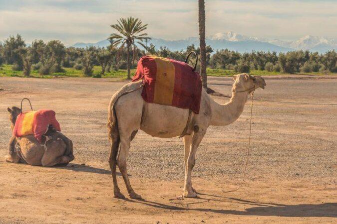 Arabian camels, an integral part of any authentic Morocco tour